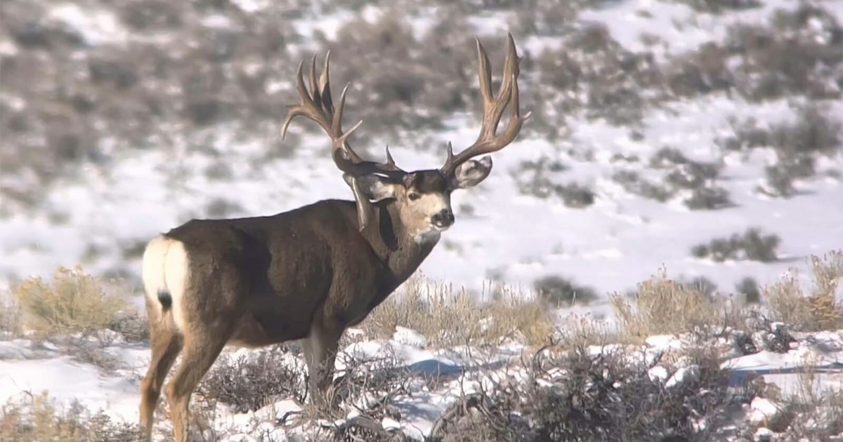 Mysterious Fate of Wyoming's Legendary Deer 'The King' Remains Unknown