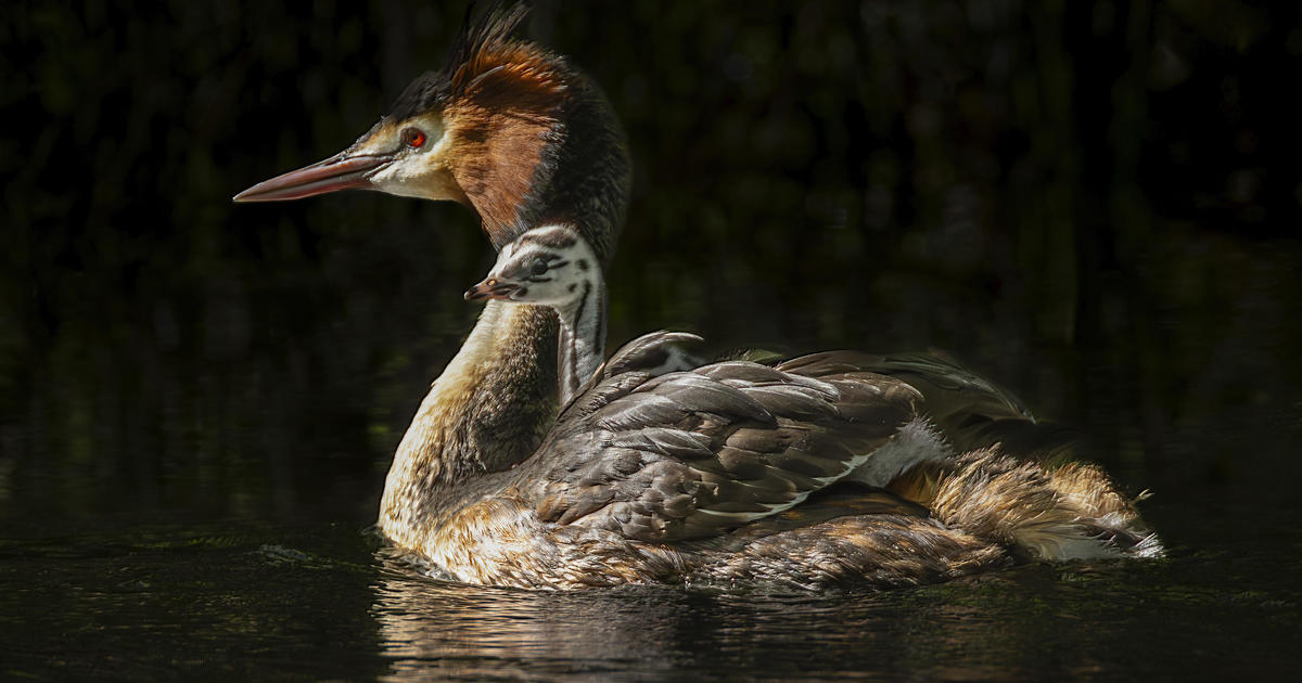 John Oliver's Campaign Leads to Pūteketeke's Victory as New Zealand's "Bird of the Year"