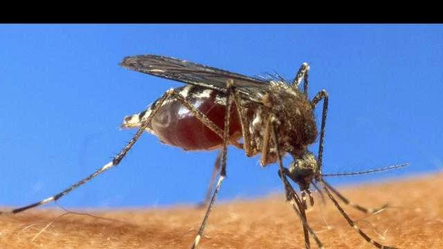 West Nile Virus Spreading in Nebraska: Mosquitoes Test Positive