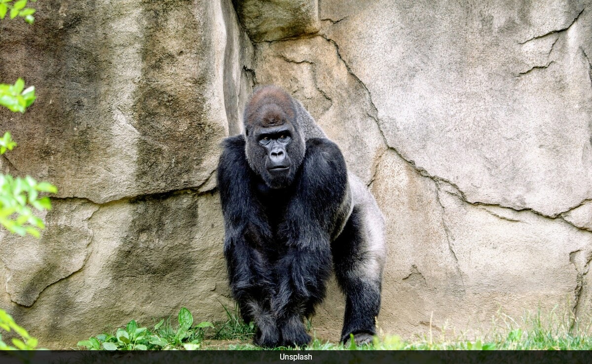 Featured image for "Unusual Animal Behavior During Total Solar Eclipse: A Fascinating Study"
