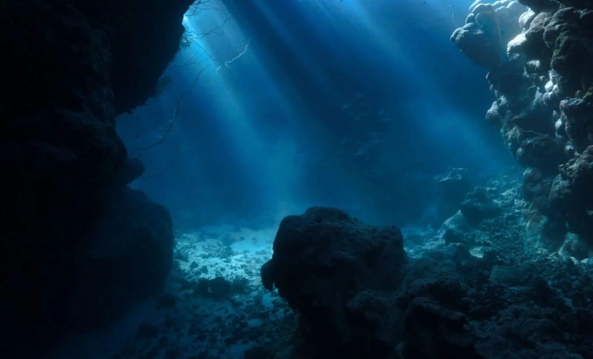 Argentina's Deep Sea Unveils 28 Potential New Species