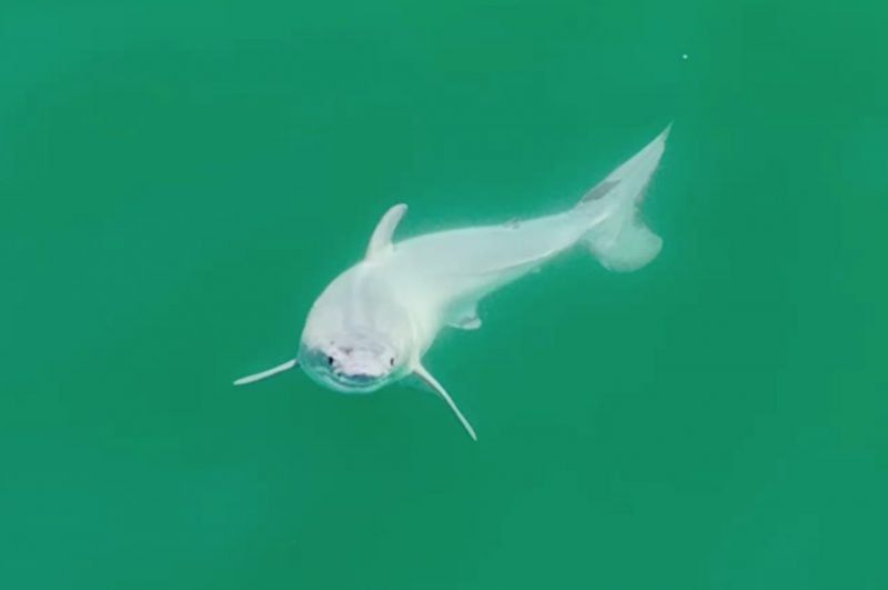 Featured image for "Rare Footage: First-Ever Live Sighting of Baby Great White Shark"