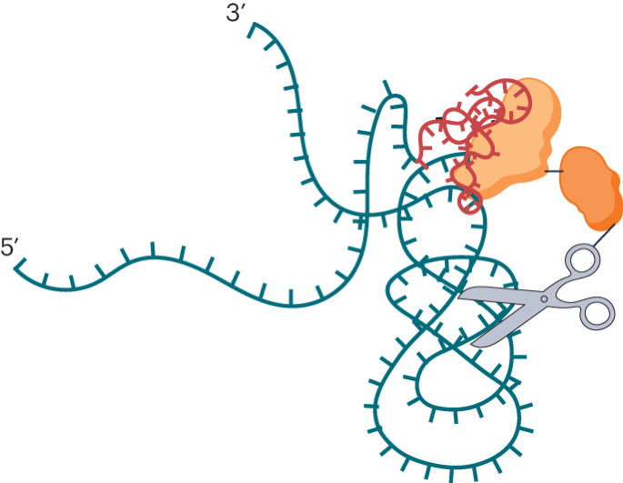 Featured image for Iron-rich Environments Unveil New Pathway for RNA Degradation