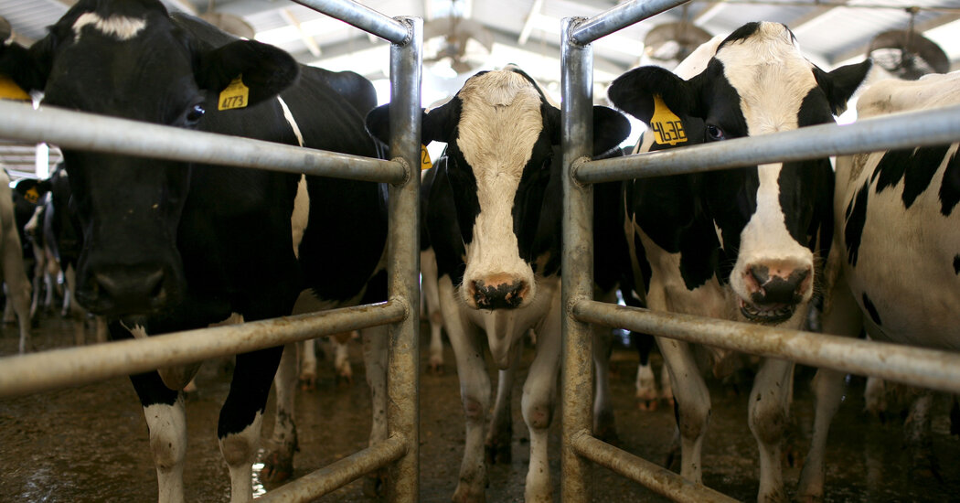 "Man Convicted in $9M Cow Manure Ponzi Scheme"