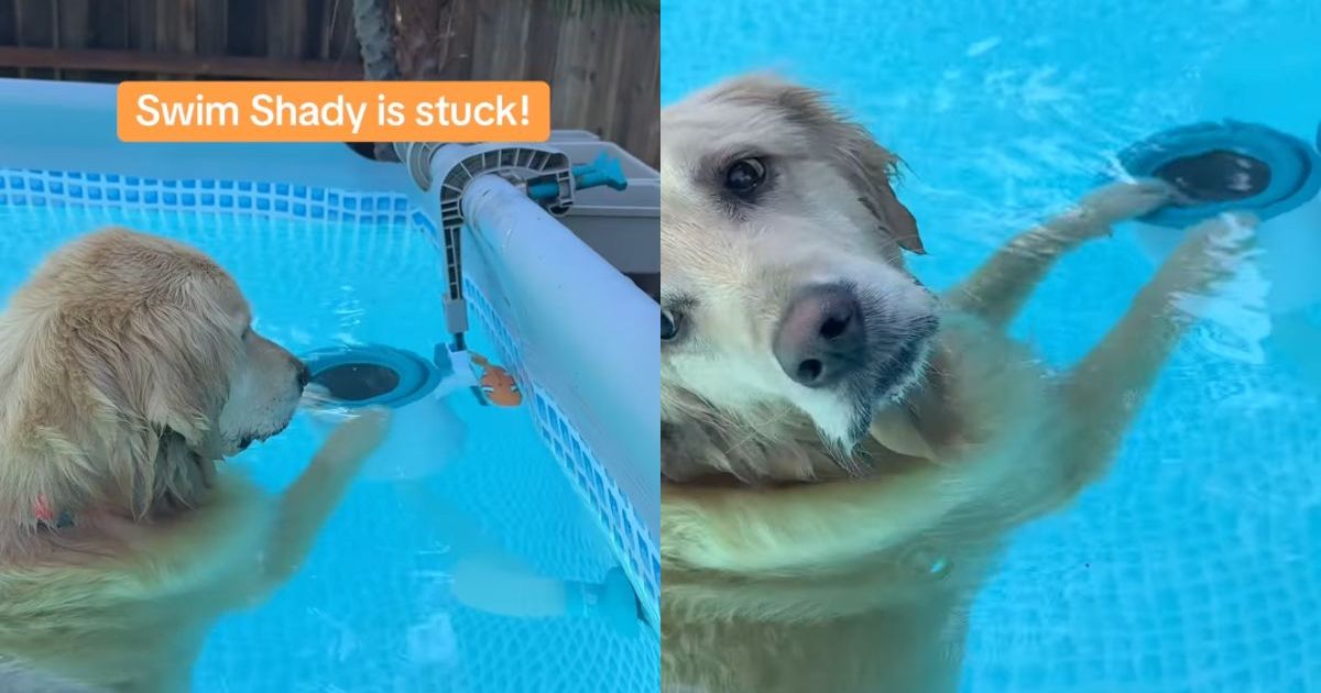 Featured image for Golden Retriever Ingeniously Rescues Stuck Fish Toy