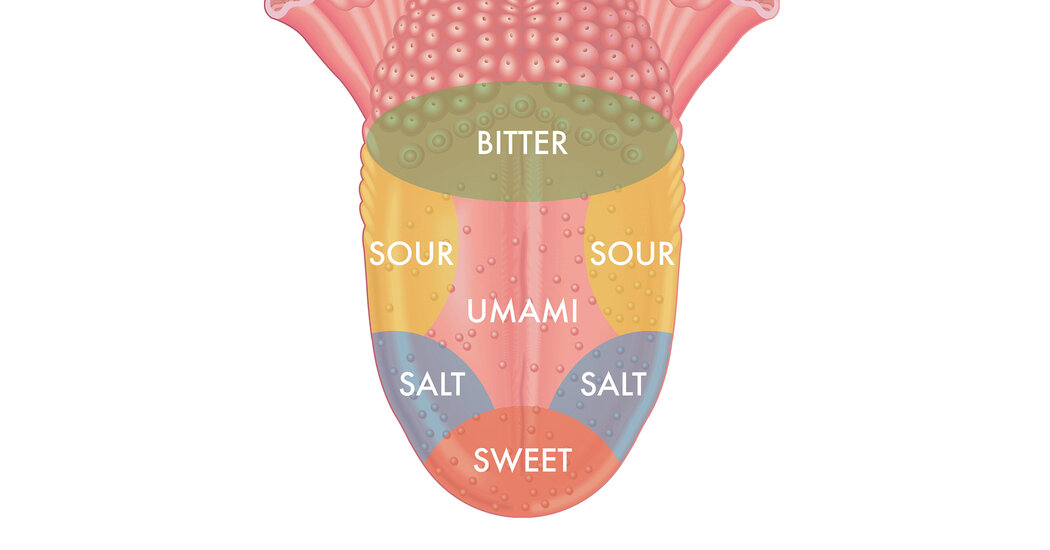 Featured image for "Debunking the Myth: The Truth About Tongue Taste Buds"