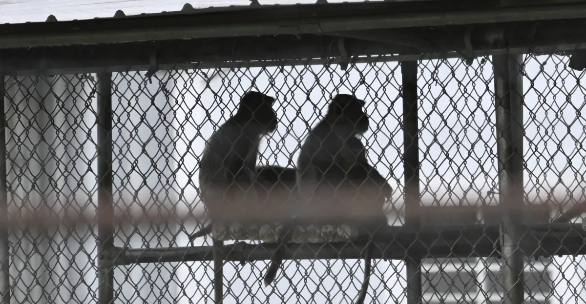 Featured image for South Carolina Lab Monkeys: 25 Captured, 18 Still at Large
