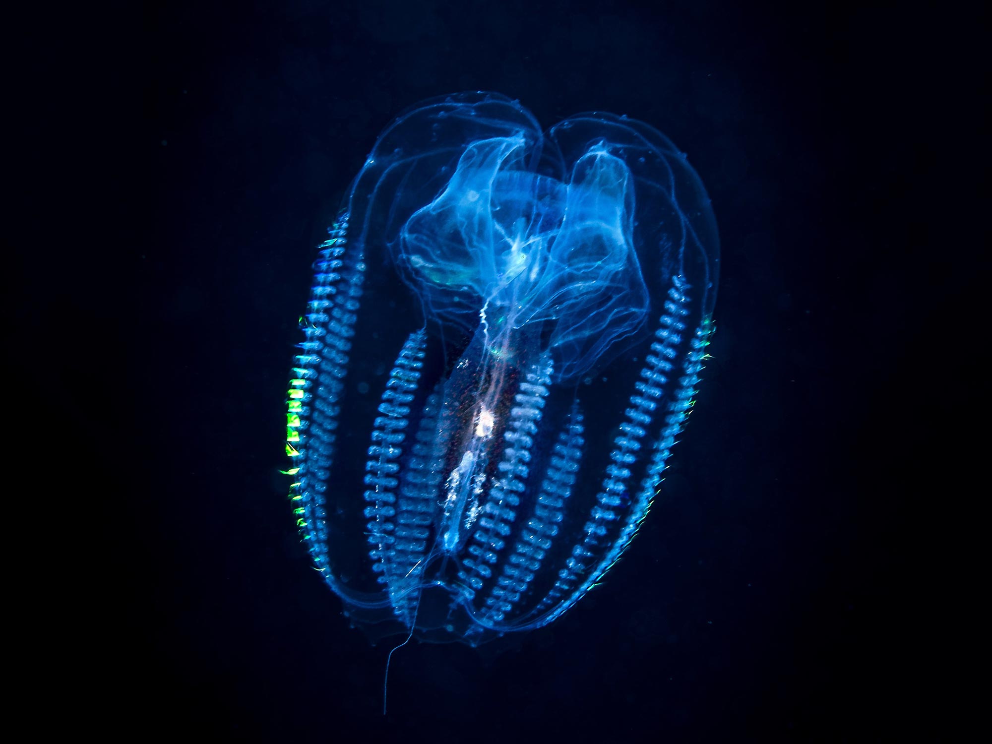 Featured image for Uncovering the Origins and Evolution of Animals through Genetics and Fossils.