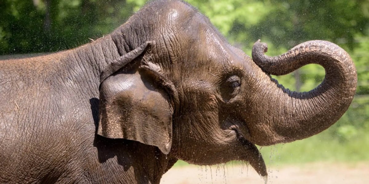 Featured image for Tragic Loss: Asian Elephant Rani Dies Unexpectedly at Saint Louis Zoo