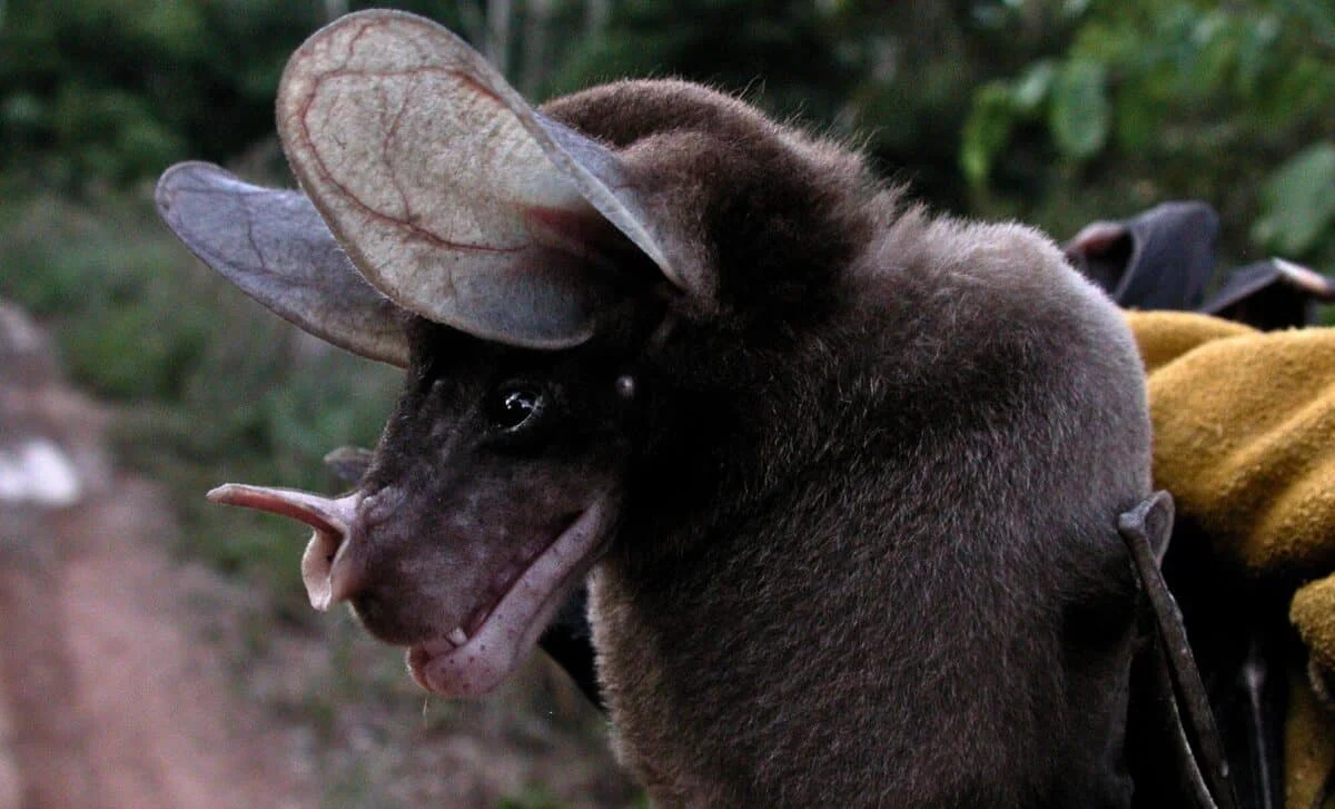 Infrared Footage Rewrites the Tale of the World’s Largest Carnivorous Bat