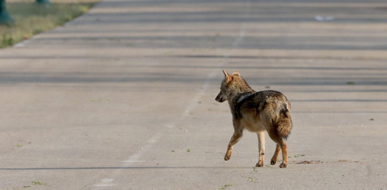 COVID lockdowns led to increased animal mobility and human absence.