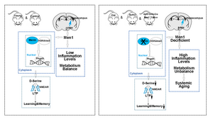 Dietary supplement reverses aging by countering Menin loss in mice.