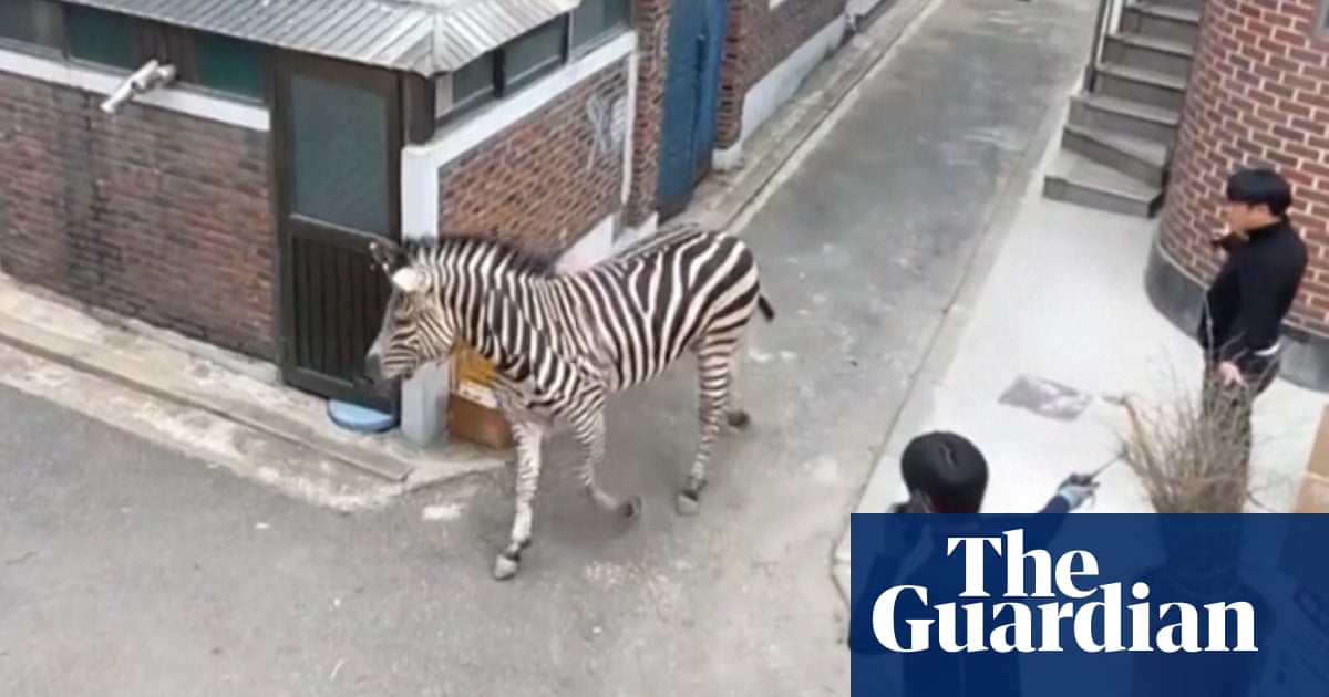 "Zebra's Seoul Escape Ends with Recapture After Hours on the Loose"