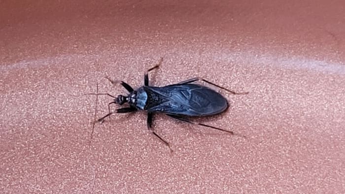 Unveiling the Masked Hunter Bug: Your Nocturnal Housemate