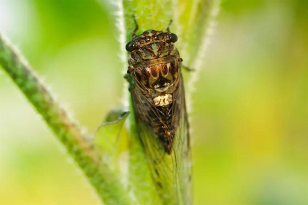 Featured image for "2024: Historic Cicada Invasion Set to Sweep Across the U.S."
