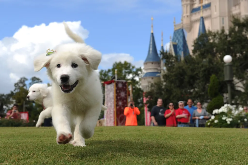 Featured image for Disney Partners with Sony for Physical Media Distribution