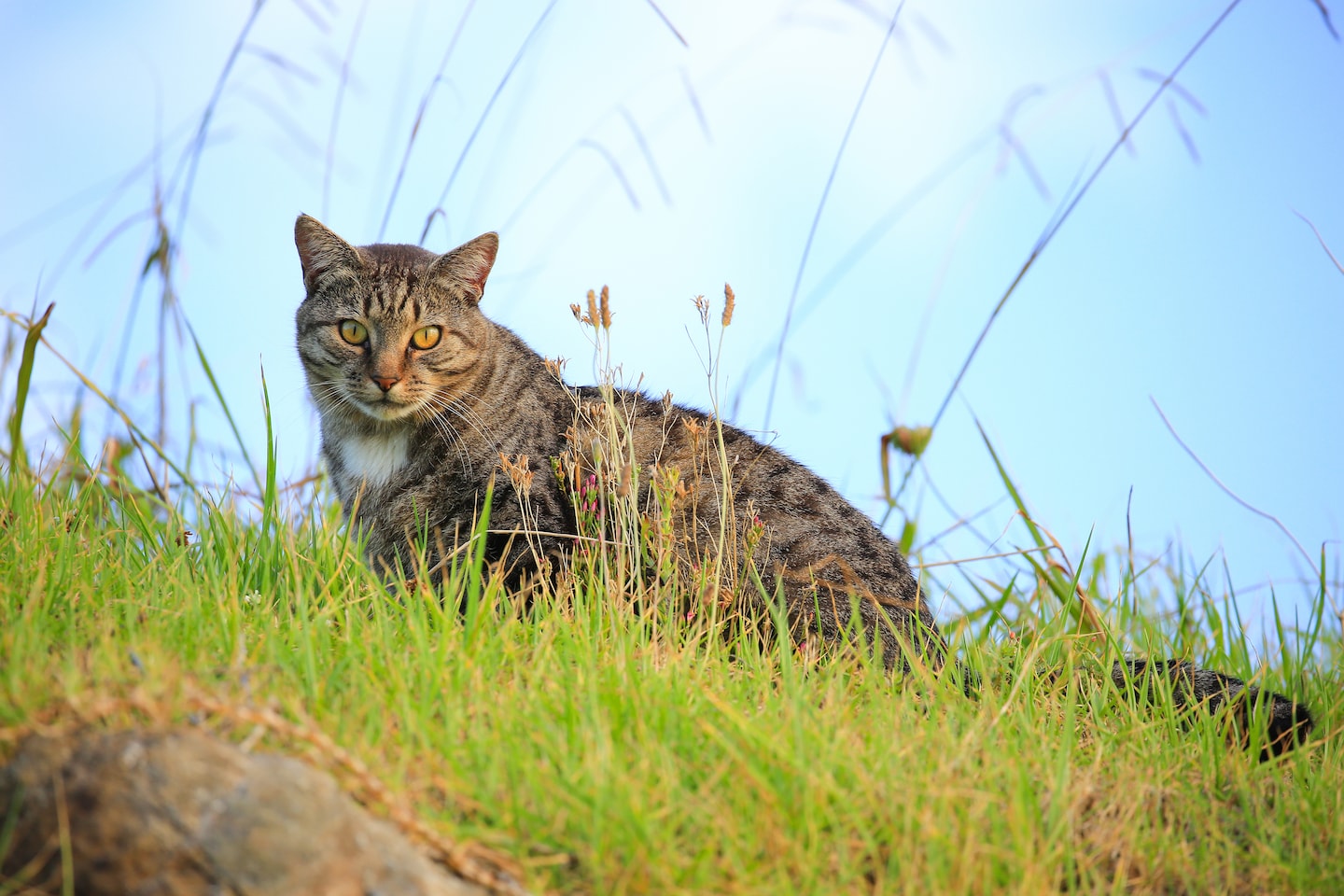Controversial New Zealand Children's Cat-Killing Competition Canceled.