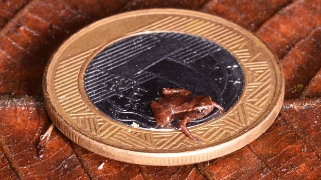 Featured image for "Meet the Brazilian Flea Toad: World's Tiniest Vertebrate"