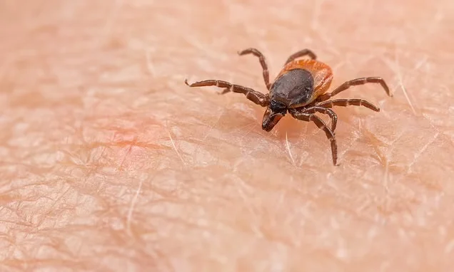 Tick-borne disease sparks expert concern.