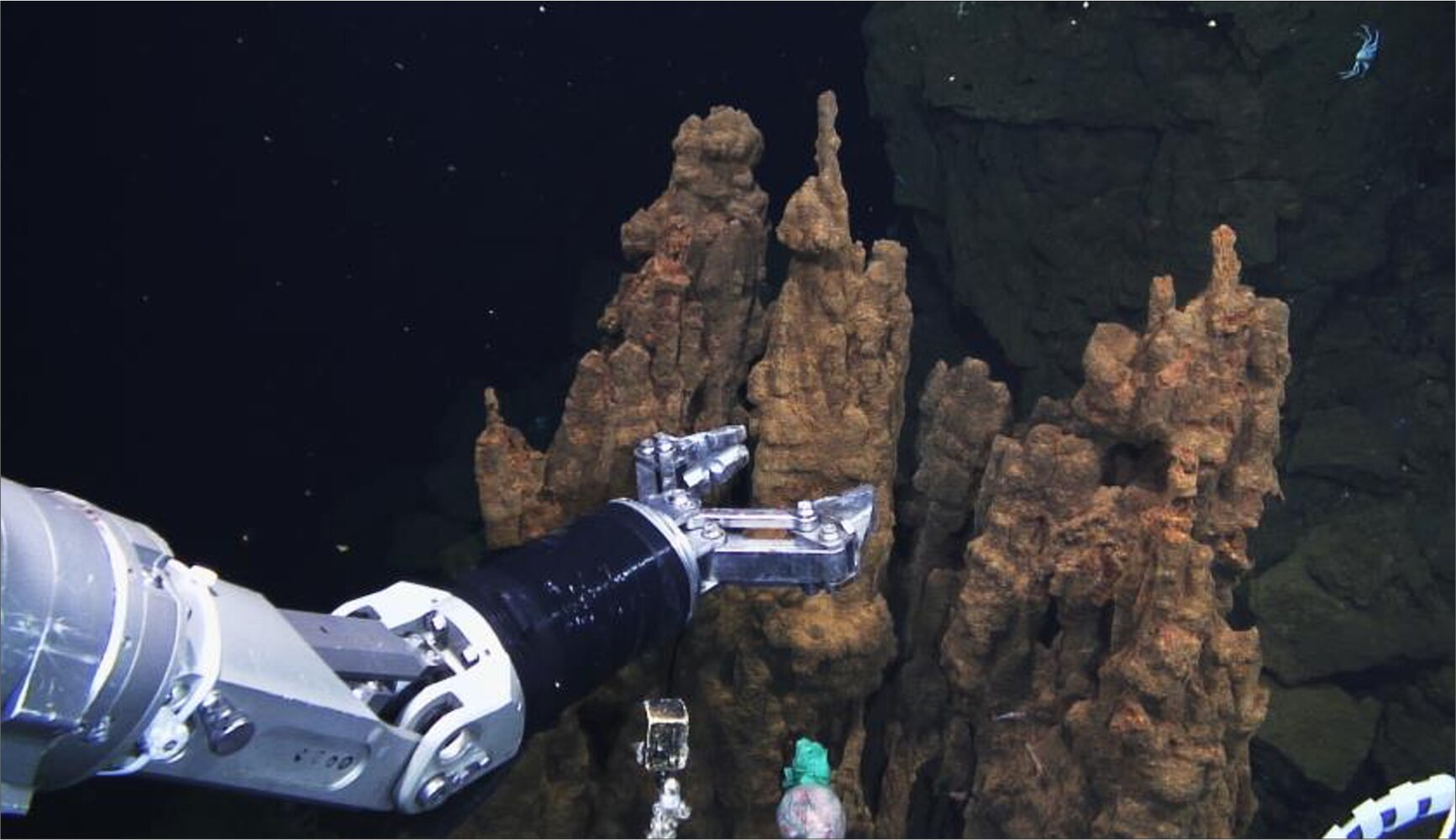 Magnetic Bacteria Shed Light on Early Bacterial Diversification