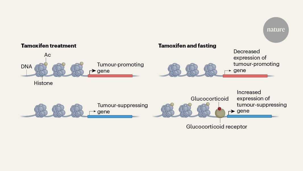 Featured image for Fasting Enhances Breast Cancer Treatment Through Hormonal Activation