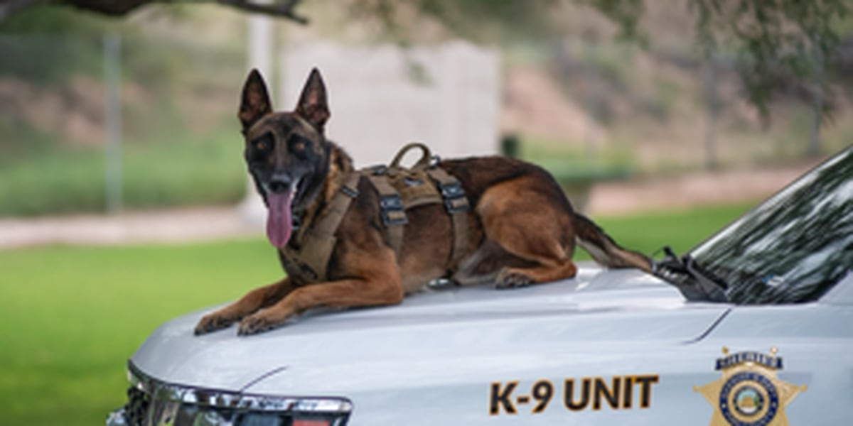 Featured image for Tragic Loss: K9 Killed in Line of Duty