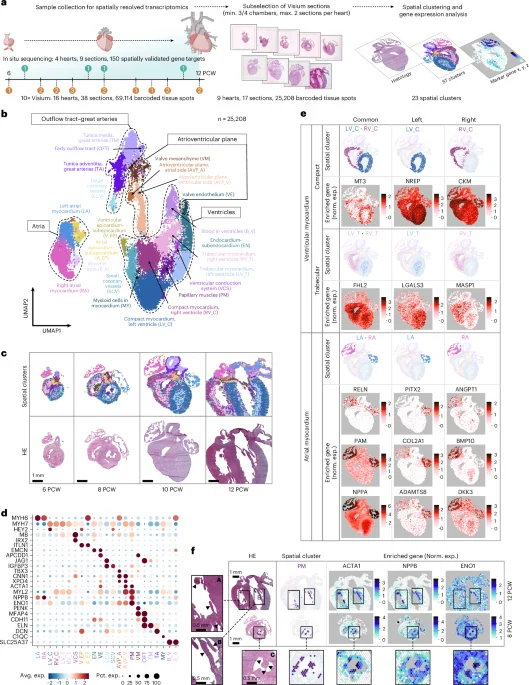 Featured image for Mapping the Developing Human Heart to Understand Congenital Defects
