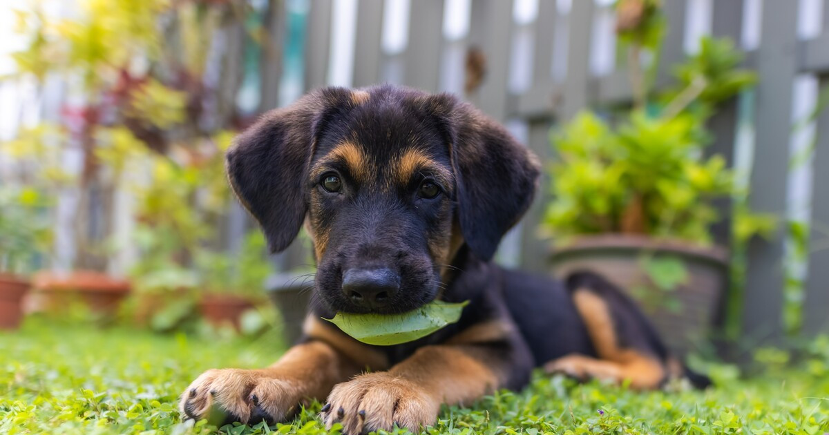 Featured image for Adorable Golden Retriever-German Shepherd Puppy Wins Hearts
