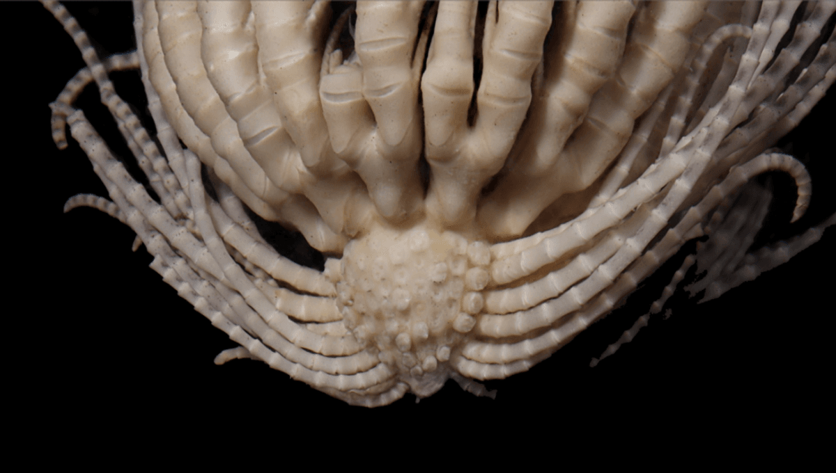 "Antarctic Discovery: Unveiling the Terrifying 20-Armed Sea Monster"