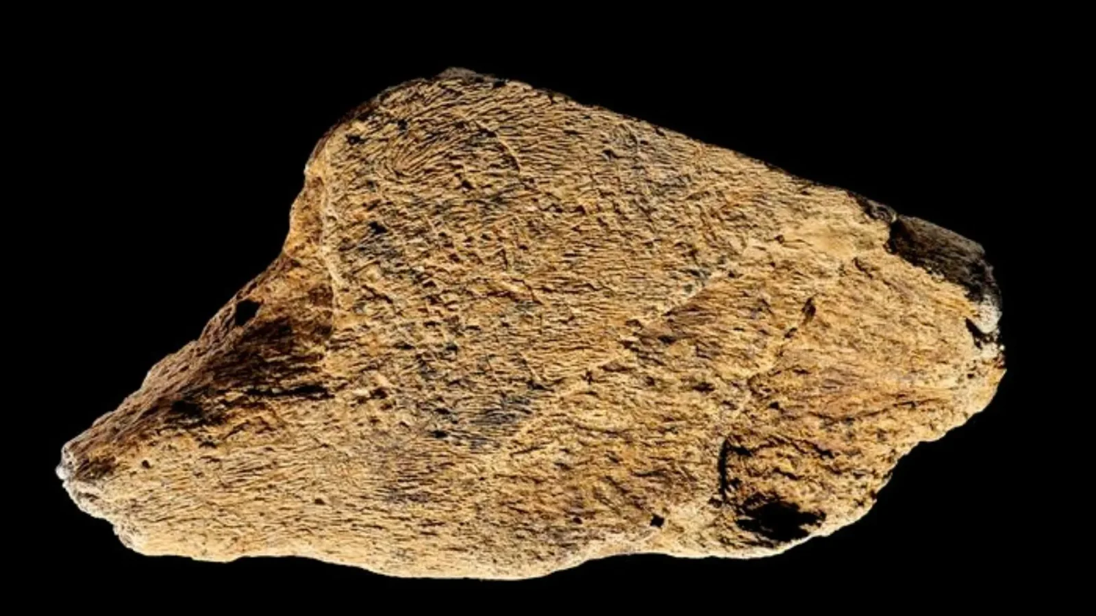 500,000-year-old elephant bone hammer reveals early European toolmaking finesse
