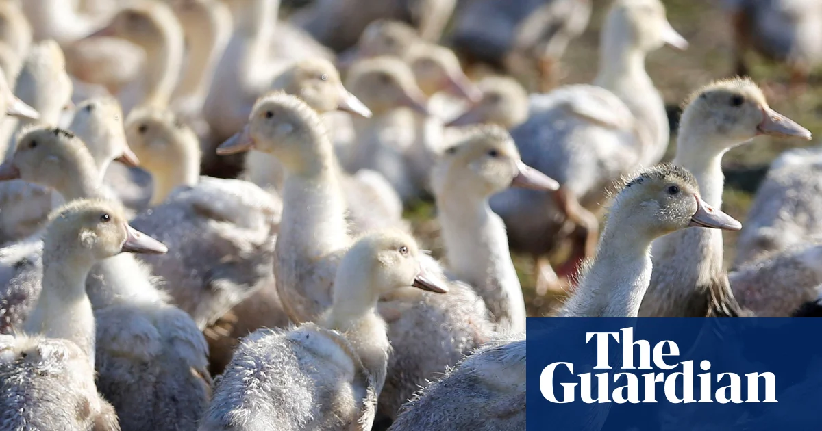 Featured image for First U.S. Child Bird Flu Case Confirmed in California