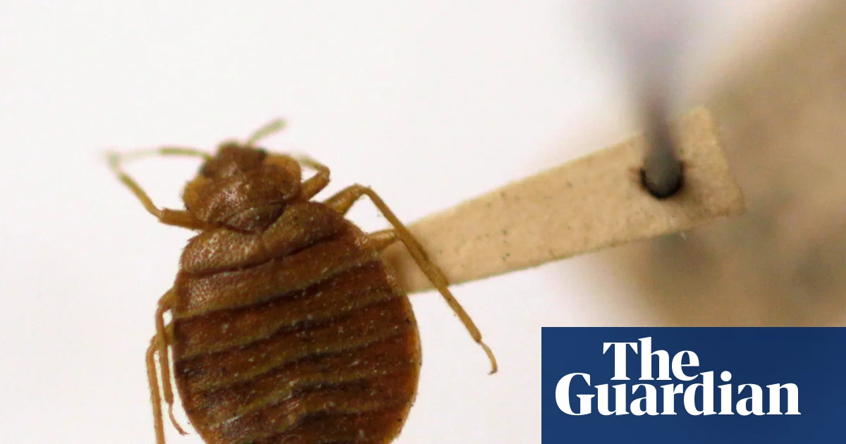 Featured image for Ancient Cities and the Rise of Bed Bugs as Humanity’s First Pests