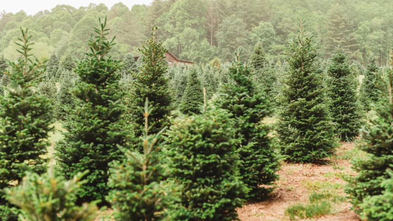 Featured image for Christmas Tree Shortages Impact Local Suppliers and Drive Up Demand