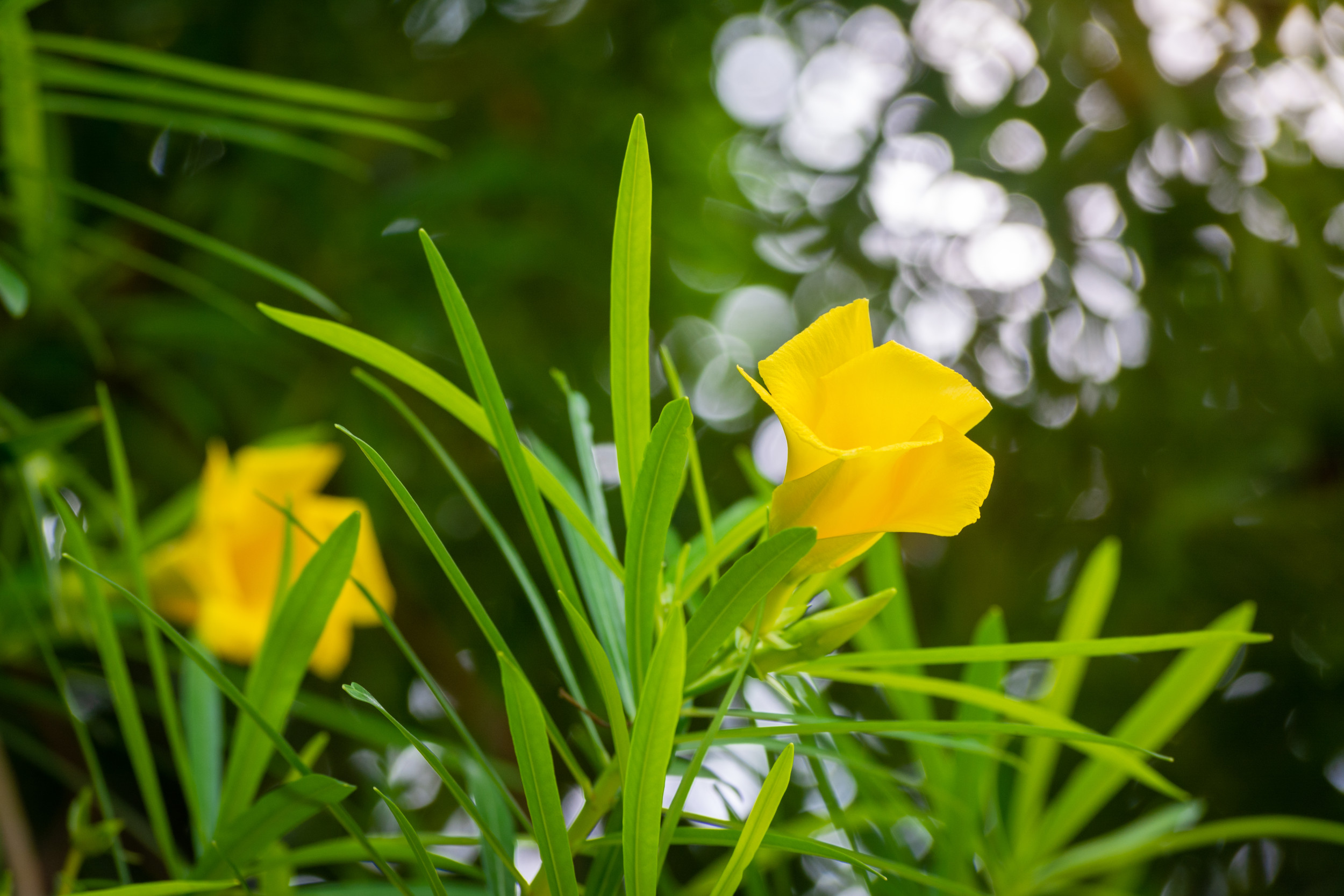 "Poisonous Plant Warning Prompts Supplement Recall"