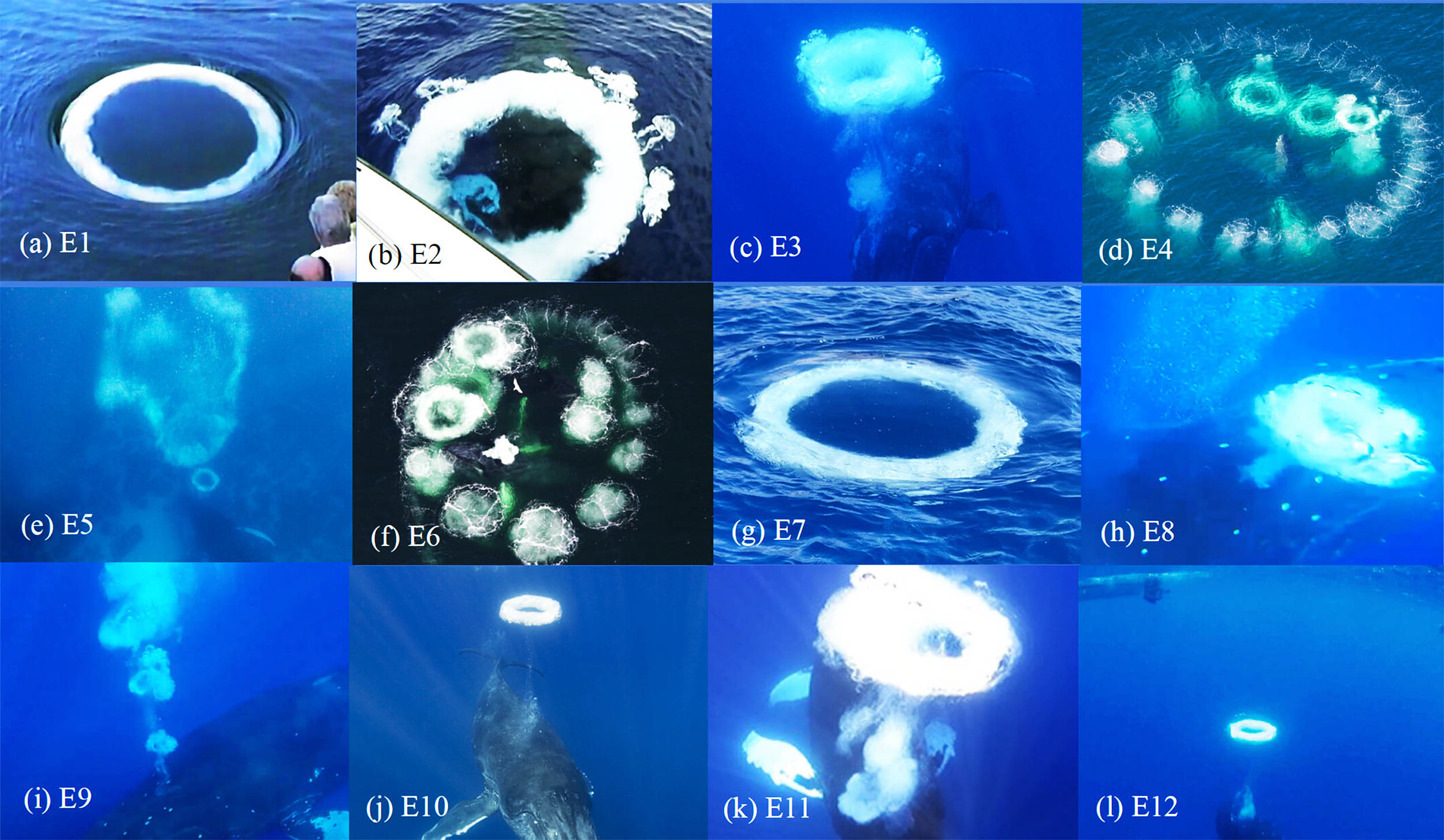 Featured image for Humpback Whales Use Bubble Rings to Communicate with Humans