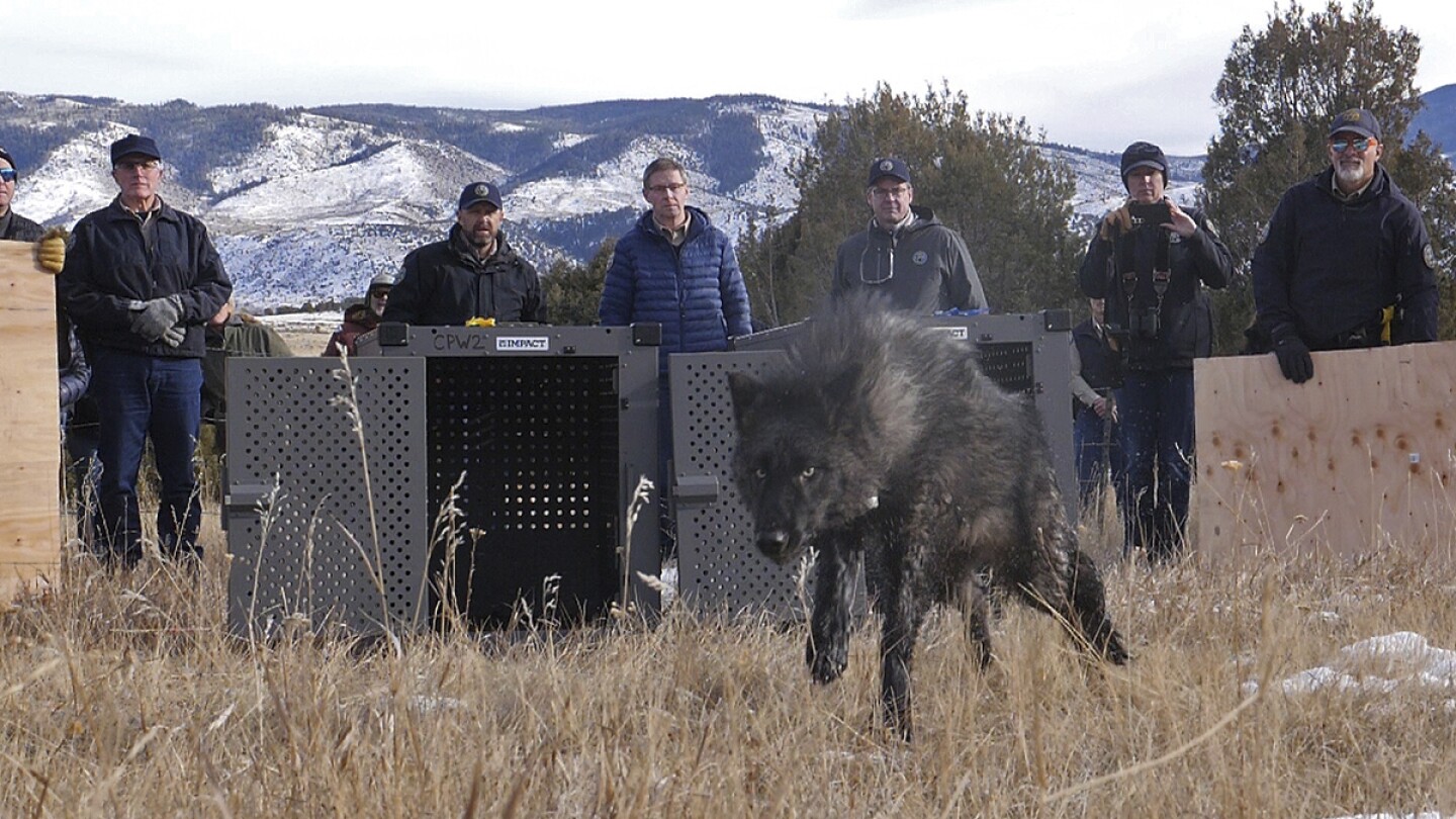 Featured image for Controversial Wolf Reintroduction in Colorado Sparks Ranchers' Concerns