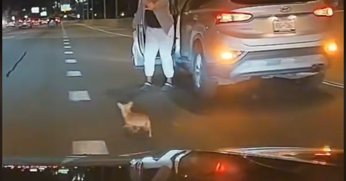 Featured image for Heroic Rescue: Chihuahua Saved from Highway Chaos in New York