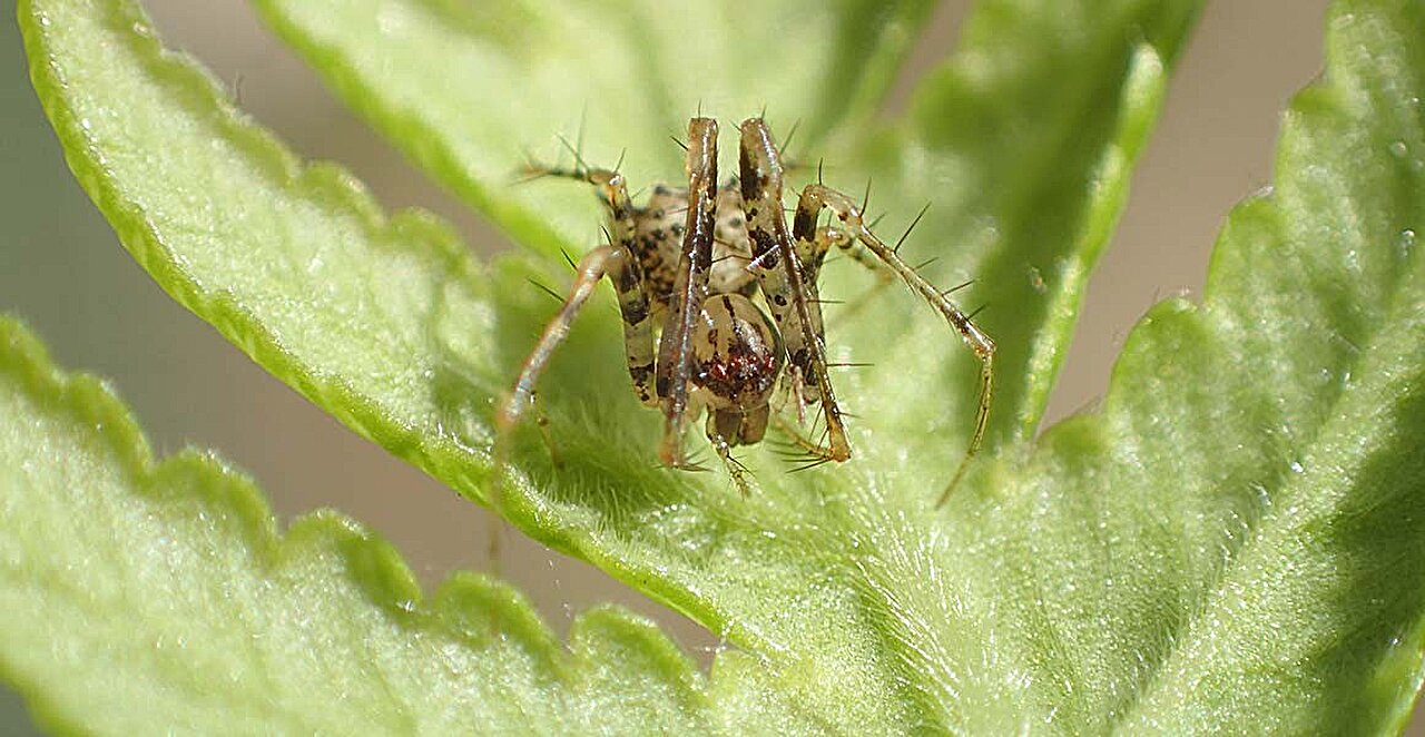 Featured image for "Pirate Spiders: New Species Found on South Atlantic Island"