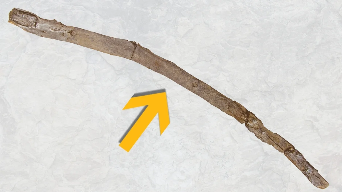 Ancient Greek Lake-Side Finds Push Wooden Tool Use Back to 430,000 Years