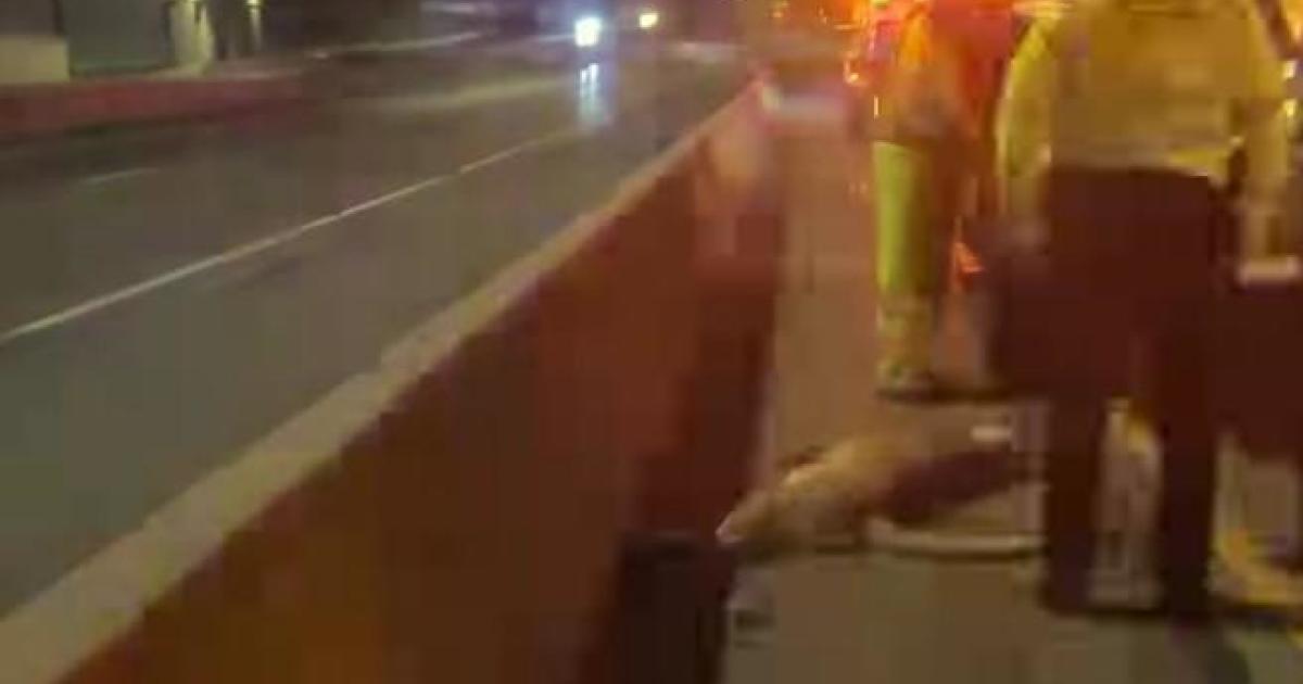 Featured image for Cougar Sightings Spark Concern in Minneapolis