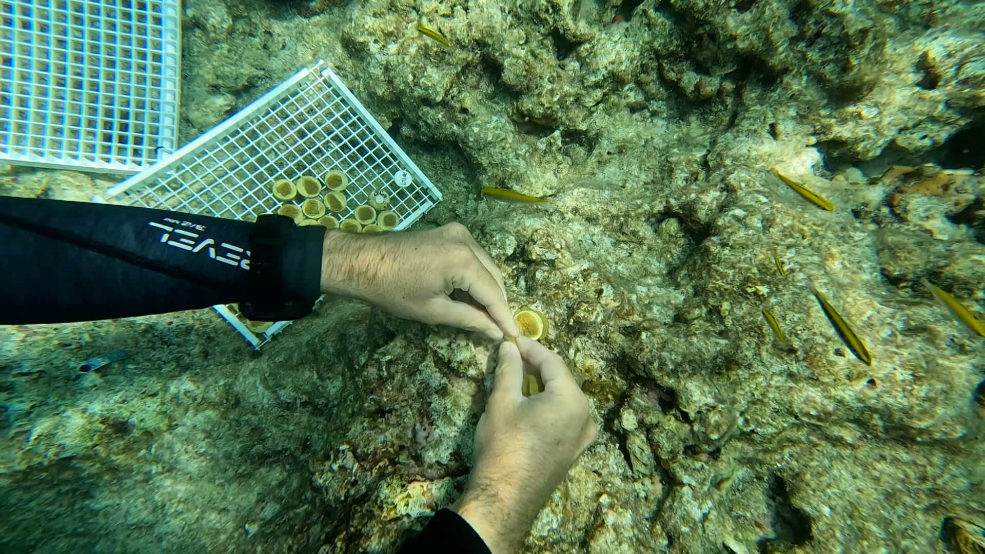 Reviving Coral Reefs: A Vital Mission for Our Oceans.