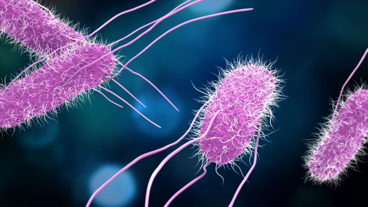 Featured image for New Dual-Target Vaccine Shows Promise Against Typhoid and Salmonella