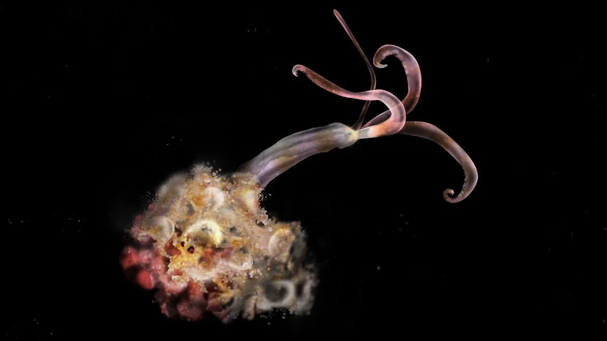 Oxygen Loss Threatens Deep-Sea Zombie Worms and Whale-Fall Habitats