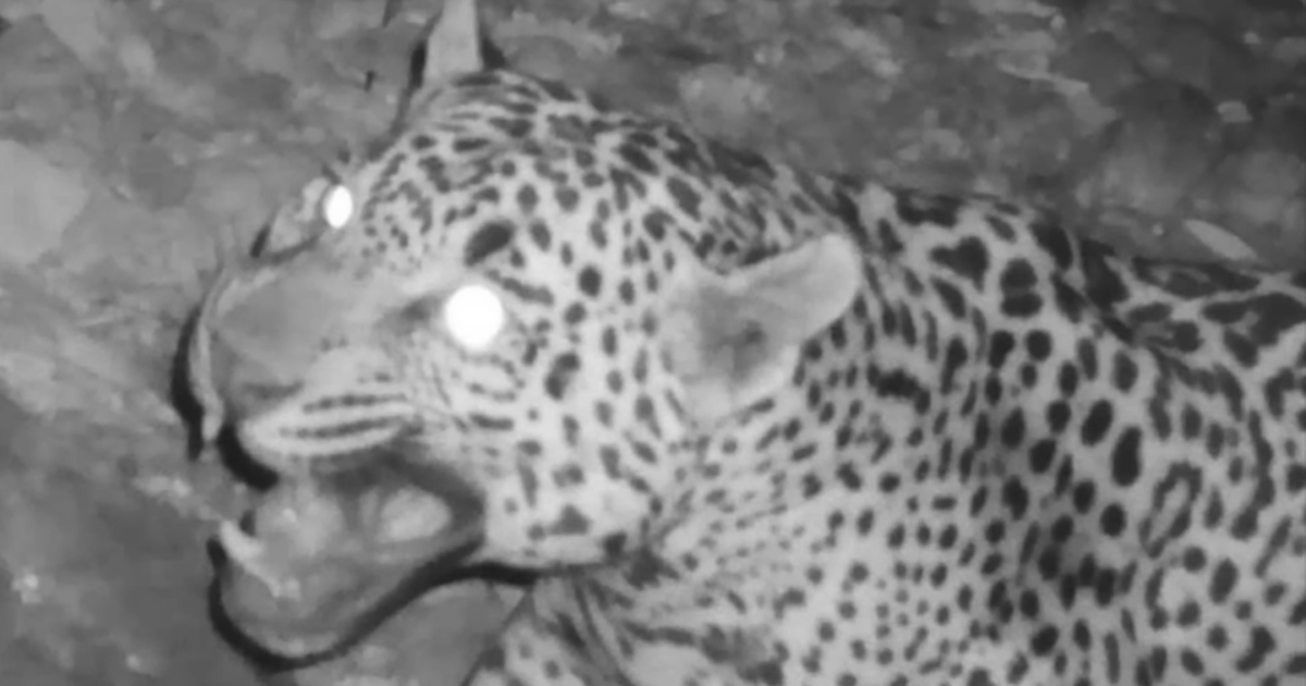 "Rare Jaguar Spotted in Arizona, Signaling Hope for Endangered Species"