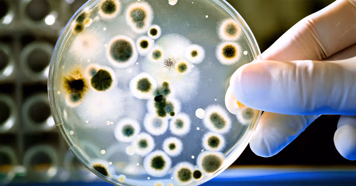 Featured image for Harvard research uncovers gut-based strategies to combat obesity and type 2 diabetes