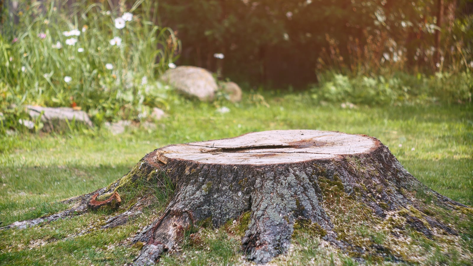 Featured image for "The Science Behind Using Urine to Accelerate Tree Stump Decay"