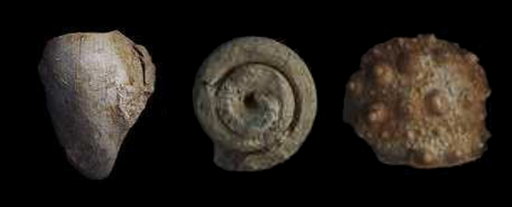 Neanderthal Fossils Indicate Abstract Thinking Abilities