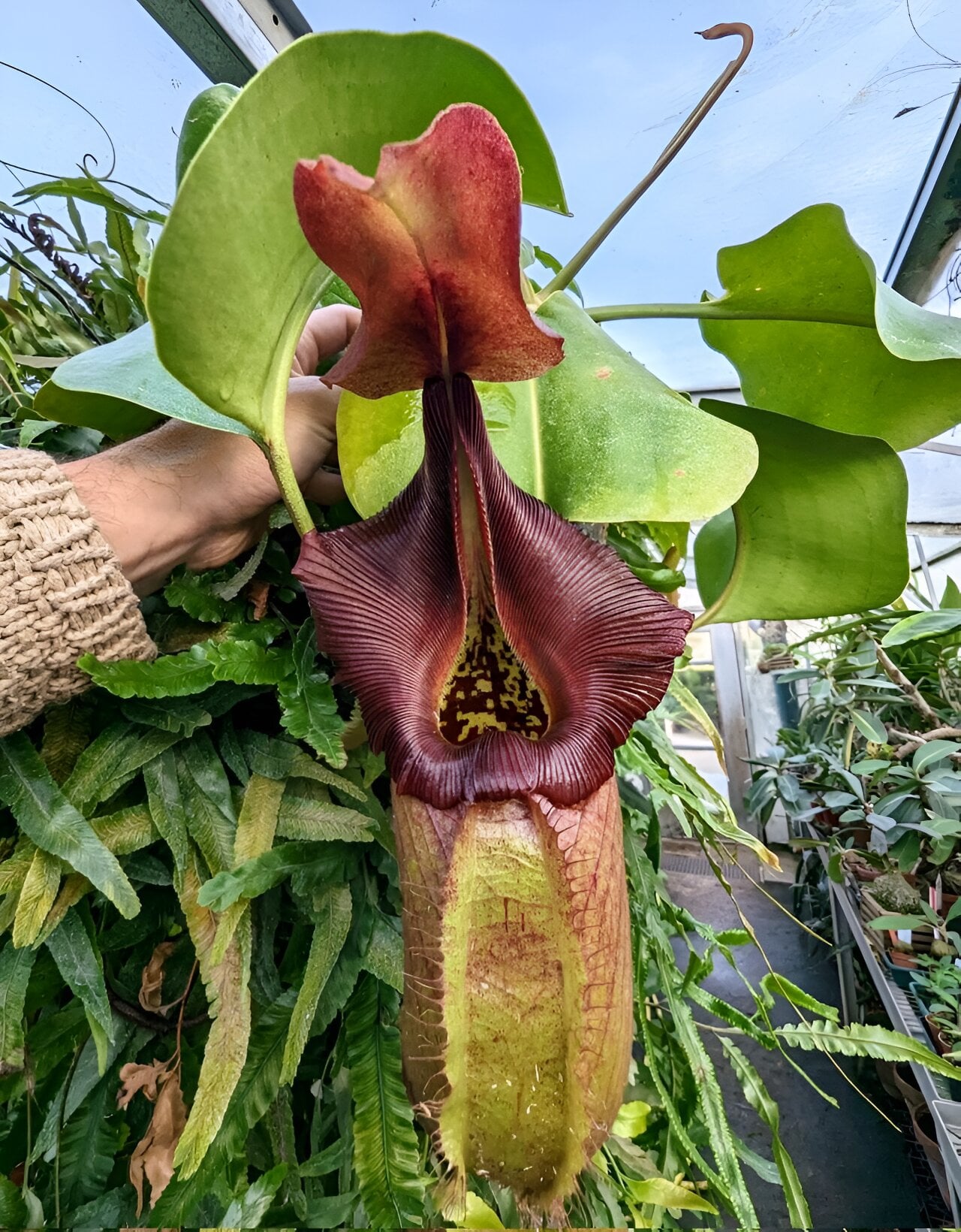 Featured image for Geometry's Deadly Influence: How Carnivorous Pitcher Plants Capture Prey