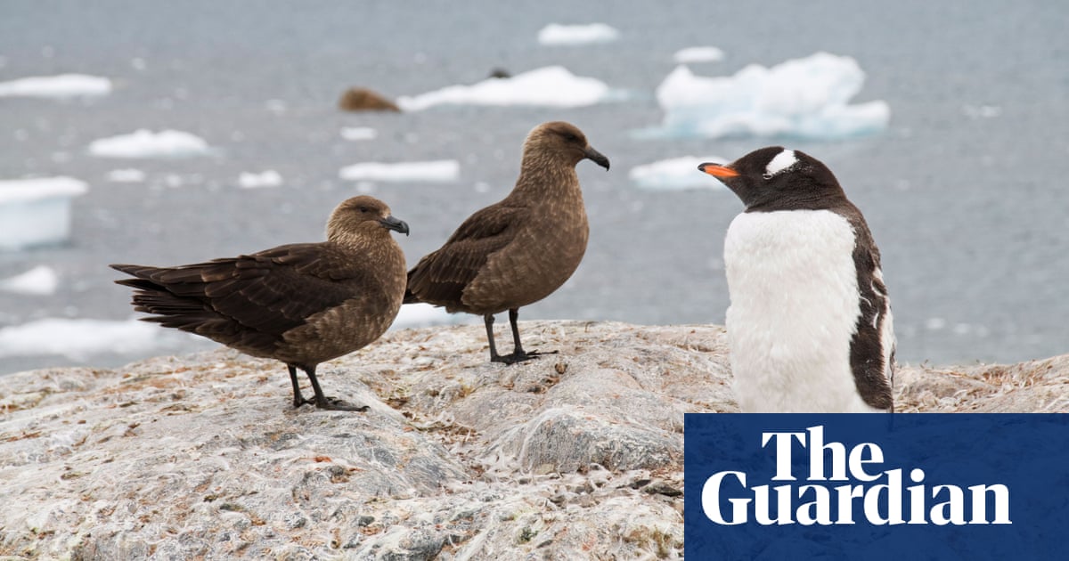 Bird Flu Spreads to Antarctica, Threatening Penguins and Ecosystem