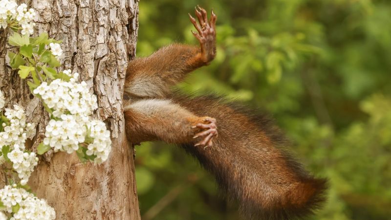 Featured image for Hilarious Wildlife Photos: Stuck Squirrel Takes Top Prize in 2024